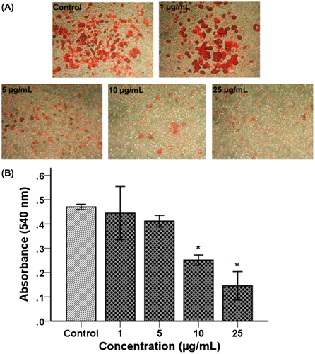 Fig. 7. Effect of TSE1 on lipid accumulation in 3T3-L1 Cells by oil red O staining.Notes: After differentiation, 3T3-L1 cells were treated with TSE1 at concentrations of 1−25 μg/mL and then incubated for 48 h. A, Lipid accumulation was stained with an oil red O solution, and the morphological changes were observed by microscopy. Stained 3T3-L1 was observed under an inverted phase-contrast microscope and photographed at x100 magnification. B, The oil red O-stained lipid was quantified with a microplate reader at 520 nm. Values are expressed as the mean ± SEM (n = 3).*Significantly different from the control at p < 0.05 by the Tukey-Kramer multiple-comparison test.