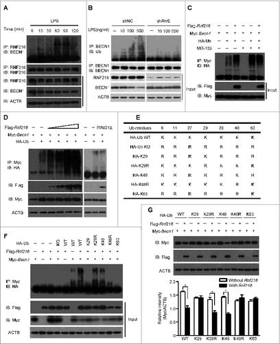 Figure 5 (see previous page). K48 ubiquitination mediated by RNF216 is necessary for BECN1 degradation. (A) RAW 264.7 cells were stimulated with LPS (100 ng/mL) for different periods of time, followed by immunoprecipitation with anti-RNF216 antibody, and then blotted with the indicated antibodies. Meanwhile, lysates were immunoblotted with different antibodies, followed by band visualization. (B) RAW 264.7 cells infected with lentivirus with scrambled shNC or shRnf2 (MOI=10) were treated with or without LPS (at the indicated concentration) for 1 h, followed by immunoprecipitation with anti-RNF216 antibody, and then blotted with the indicated antibodies. Meanwhile, lysates were immunoblotted with different antibodies, followed by band visualization. (C) RAW 264.7 cells transfected with the indicated plasmids were subjected to treatments in the absence or presence of MG-132, and followed by immunoprecipitation with anti-Myc antibody, then blotted with anti-HA antibody. The bands were visualized with an ECL chemiluminescence kit. (D) RAW 264.7 cells transfected with the indicated plasmids (RING1Δ represents Rnf216RING1Δ) were subjected to immunoprecipitation with anti-Myc antibody, then blotted with anti-HA antibody. The bands were visualized with an ECL chemiluminescence kit. (E) Schematic illustration of HA-Ub wild type (WT) and mutants. (F) RAW 264.7 cells transfected with the indicated plasmids were subjected to immunoprecipitation with anti-Myc antibody, then blotted with anti-HA antibody. The bands were visualized with an ECL chemiluminescence kit. (G) RAW 264.7 cells transfected with the indicated plasmids were subjected to immunoblotting with indicated antibodies. The bands were visualized with an ECL chemiluminescence kit. The band densitometries were quantified using ImageJ software. The quantitative data were calculated from 3 independent experiments, and are shown as mean ± SEM. (*P < 0.05).