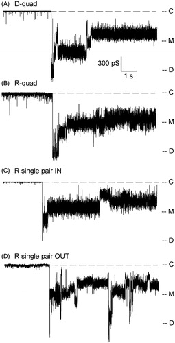 Figure 4. Plug displacement events in PapC mutants. Ten-second recordings of activity are shown for the indicated mutants. Since the average voltage threshold for plug displacement varies between the mutants (see Figure 6), the traces shown were obtained at different voltages: −140 mV for D-quad, −150 mV for R-quad, −110 mV for R single pair IN and R single pair OUT. For this reason, the traces are shown in conductance units (pS) to simplify the comparison between recordings. ‘C’ indicates the current level in the closed state of the usher, ‘M’ the monomeric level of conductance, and ‘D’ the dimeric level of conductance.