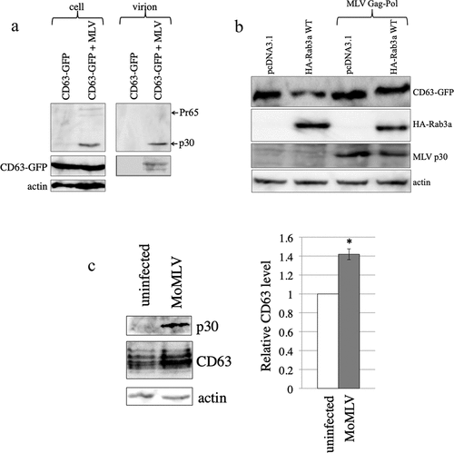Figure 9. MLV inhibits Rab3a-mediated degradation of CD63. (a) Human 293 T cells were transfected with C-terminally GFP-tagged CD63 expression plasmid together with pcDNA3.1 or amphotropic MLV vector construction plasmids. Cell lysates and virion fractions were prepared from the transfected cells. Virion fractions were collected by centrifugation through 20% sucrose. The cell lysates and virion fractions were analysed by western blotting. This experiment was repeated two times. (b) Human 293 T cells were transfected with Rab3a WT-HA and CD63-GFP expression plasmids with or without the MLV Gag-Pol expression plasmid. Cell lysates prepared from the transfected cells were analysed by western blotting using the antiGFP, antiHA, antiMLV Gag p30, or antiactin antibody. This experiment was repeated two times. (c) Cell lysates prepared from replication-competent Moloney MLV-producing and uninfected TE671-mCAT1 cells were analysed by western blotting using the antiMLV p30, antiCD63, or antiactin antibody (left panel). CD63 levels normalized by actin levels were calculated. The normalized CD63 levels in uninfected cells were always set to 1, and relative values are indicated (right panel). Asterisks indicate significant differences. this experiment was repeated three times.