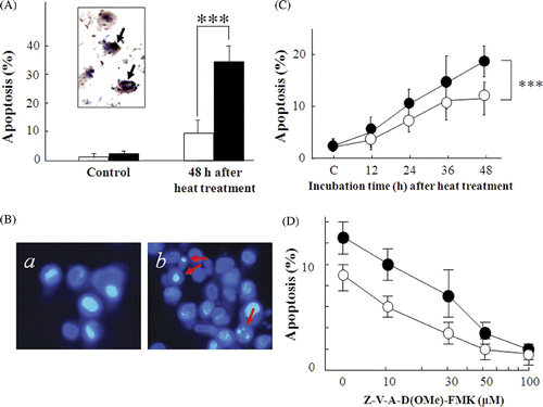 Figure 3. Effect of siRNA silencing of NBS1 on heat-induced apoptosis in 8305c cells. (A) apoptosis was analysed with TUNEL staining 48 h after heat treatment at 44°C for 40 min. Inset photograph: arrows indicate typical TUNEL positive cells. Closed columns, NBS1-siRNA transfected cells; open columns, scrambled siRNA transfected cells. (B, C, D) Apoptosis was analysed with Hoechst33342 staining. (B) Typical photographs of the NBS1-siRNA transfected cells: (a) untreated control cells. (b) 48 h after heat treatment at 44°C for 40 min. Arrows indicate typical apoptotic bodies. (C) Time-dependent apoptosis rates up to 48 h after heat treatment at 44°C for 40 min. (D) Dose-dependent apoptosis rates with a pan-caspase inhibitor 24 h after heat treatment at 44°C for 40 min. •NBS1-siRNA transfected cells; ○Scrambled siRNA transfected cells: each point represents the mean of at least three independent experiments: Vertical bars indicate SDs. ***Statistically significant differences (P < 0.001).