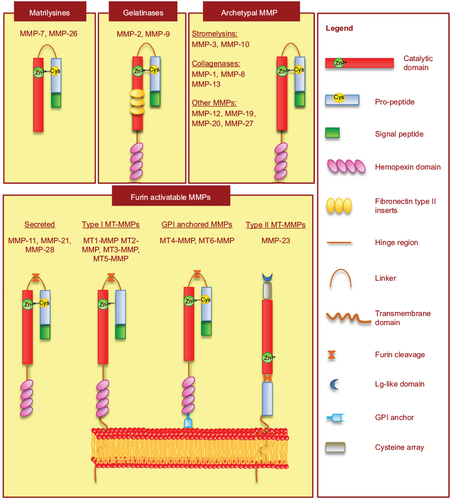 Figure 1 Schematic representation of MMP structure based on domain arrangement.