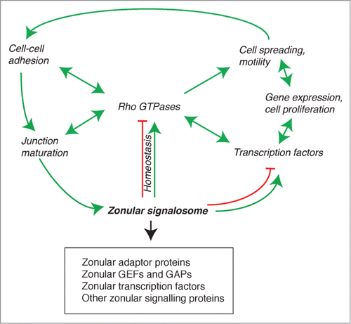 Figure 4. The zonular signalosome. The zonular signalosome is composed of zonular adaptor proteins, GEFs and GAPs, transcription factors and other signaling proteins (see text). Rho GTPases which functionally interact with the signalosome are at the center of a regulatory network that controls adhesion, junction assembly and maturation, regulation of gene expression, cell differentiation and survival, and motile behavior of cells. Transcription factors and other signaling molecules can either exist as part of the signalosome, or are cytoplasmic and regulated indirectly by the signalosome (for example, through RhoA regulation). Arrows indicate functional interactions (unidirectional or reciprocal activation, inhibition, homeostatic balance). See text for additional details.