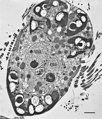 Figure 2.  Transmission electron micrograph of a Mesodinium rubrum cell (longitudinal section) showing the ciliate micronucleus and the two macronuclei. ma, macronucleus; mi, micronucleus. Scale bar = 5 µm.