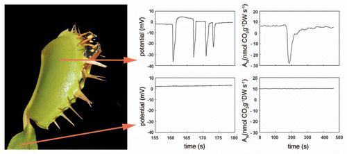 Figure 1 Dionaea muscipula with entrapped wasp of the genus Polistes. Action potentials and rate of net assimilation at irradiance 80 µmol m−2s− PAR (An) in response to 15 s mechanical trigger hair irritation (between 160–175 s) in trap (upper row) and photosynthetic lamina (lower row).