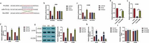 Figure 3. The regulatory mechanisms of miR-6734-3p and ZEB2. (a) The targeting sites in miR-6734-3p and ZEB2 mRNA were predicted. (b, c) dual-luciferase reporter gene system assay and (d, e) RNA pull-down assay was utilized to validate the binding sites of miR-6734-3p and ZEB2. The (f) mRNA and (g) protein levels of ZEB2 could be negatively regulated by miR-6734-3p. (h) The overexpression and silencing vectors for ZEB2 were delivered into NSCLC cells, and (i) manipulation of ZEB2 had little effects on miR-6734-3p expressions in NSCLC cells. Individual experiment had 3 repetitions, and *P < 0.05