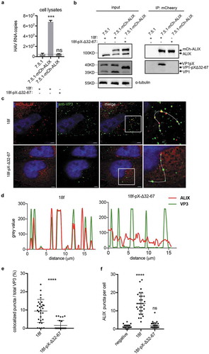 Figure 7. Deletion of the C-terminal half of pX affects the interaction between ALIX and HAV particles. (a)(b) Co-IP assay of the HAV-infected cell lysates using anti-mcherry antibody. Cell lysates were acquired by lysing cells with IP lysis buffer as described in the Methods section. Equivalent amounts of RNA samples were used to perform the co-IP assay. HAV genomic RNA was quantified by qPCR. Dotted line represents the qPCR detection background (a). Data are shown as the mean of three independent assays. Protein was detected by Western blot analysis (b). (c) Immunofluorescence analysis of HAV VP3 and ALIX. mCh-ALIX-expressing Huh7.5.1 cells were infected with HAV virus (MOI=5) as indicated. Forty-eight hours after infection, the cells were fixed with 4% paraformaldehyde as described in the Methods section. Images were acquired along the z-axis (step: 200 nm) with a DeltaVision Elite microscope, and one slice is shown. (d) Colocalization analysis of ALIX and VP3. The intensity of green/red fluorescence along the dotted line in Fig. 7C was evaluated by Fiji. (e) Statistical analysis of ALIX/VP3 colocalization. Spots containing colocalized ALIX and VP3 were counted and divided by the total number of VP3 spots to obtain a ratio. (f) Statistic analysis of the numbers of ALIX puncta per cell. ALIX puncta were counted in at least 30 cells in each experimental group.