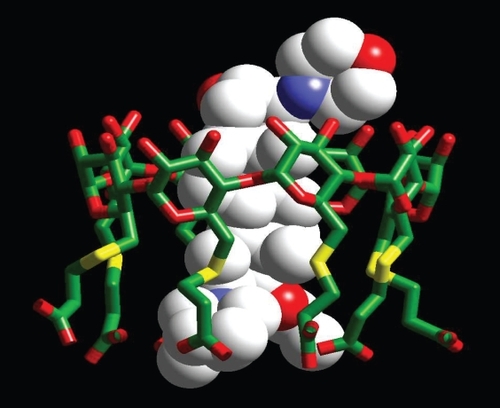 Figure 2 Complex formation of sugammadex and rocuronium as obtained by X-ray diffraction. The rocuronium molecule (model with spheres) is completely encapsulated by sugammadex (model with sticks).