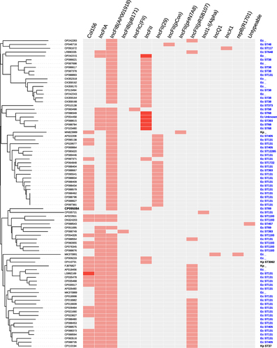 Figure 3 Details of replicon types and STs of host strains of the 81 plasmids harboring 18.9-kb IS26-composite transposon. Phylogenetic cladogram based on the presence/absence of orthologous gene families of the 81 plasmids harboring 18.9-kb IS26-composite transposon were constructed. Ec and Kp represent E. coli and K. pneumoniae, respectively.