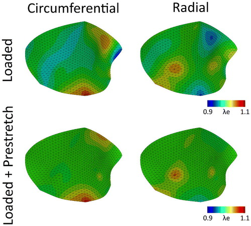 Figure 2. Elastic Green-Lagrange stretches in the circumferential (left column) and radial (right column) directions due to hemodynamic loading alone (pressure and annulus deformation) (top row) and after stress fiber-generated prestretch was developed (bottom row) for the mitral valve with the original material parameters (Table 2).