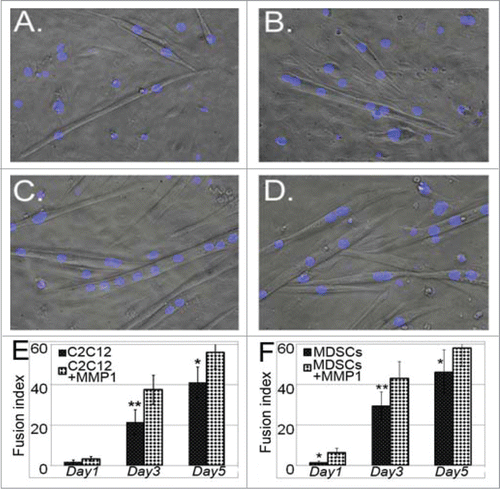 Figure 4. Myogenic differentiation assays. With low nutrient culture (muscle differentiation medium), the MMP1 gene transferred myoblasts (C) and muscle stem cells (D) illustrated stronger myogenic differentiation capacities eg. the myotube fusion index, compared to non-gene transferred control C2C12 myoblasts (A) and stem cells (B). The formed myotubes were also greater and larger in genetic cells compared to control cells (E and F). (*P < .05 or **P < .01).