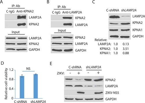 Figure 3. ZIKV-induced KPNA2 reduction is via the chaperon-mediated autophagy (CMA). (A) Co-immunoprecipitation (co-IP) of KPNA2 precipitates LAMP2A. Lysate of Vero cells was used for co-IP with KPNA2 antibody (anti-KPNA2) or an isotype control IgG (C-IgG). The input of the cell lysate was included in WB for control. (B) Co-IP of LAMP2A precipitates KPNA2. Lysate of Vero cells was used for co-IP with the LAMP2A antibody (anti-LAMP2A) or an isotype control IgG (C-IgG). (C) LAMP2A knockdown in Vero cells leads to the elevation of the KPNA2 level while having minimal effect on KPNA1. Vero cells stably transduced with recombinant retrovirus expressing control shRNA (C-shRNA) or shRNA against LAMP2A (shLAMP2A) were harvested for WB. Relative levels of LAMP2A, KPNA1, and KPNA2 are shown below the images. (D) LAMP2A knockdown in Vero cells has minimal effect on cell viability. NS: no significant difference. (E) ZIKV infection of Vero cells with LAMP2A knockdown has minimal effect on KPNA2. Vero cells stably transduced with retroviral shLAMP2A or C-shRNA were infected with ZIKV and harvested at 48 hpi for WB