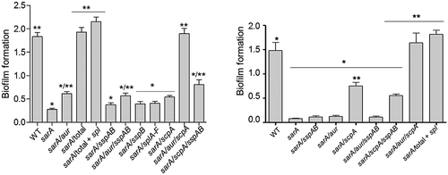 Figure 12. Impact of individual specific proteases on biofilm formation. Biofilm formation was assessed using a microtiter plate assay as previously described.16 WT refers to LAC (left) or UAMS-1 (right). “Total” refers to a sarA mutant unable to produce any extracellular protease. “Total + spl” refers to a sarA mutant unable to produce any extracellular protease other than those encoded by the spl operon. All other designations indicate the genes encoding specific proteases that were mutated in the LAC or UAMS-1 sarA mutants. Single asterisk indicates statistical significance relative to the isogenic parent strain. Double asterisks indicate statistical significance relative to the isogenic sarA mutant