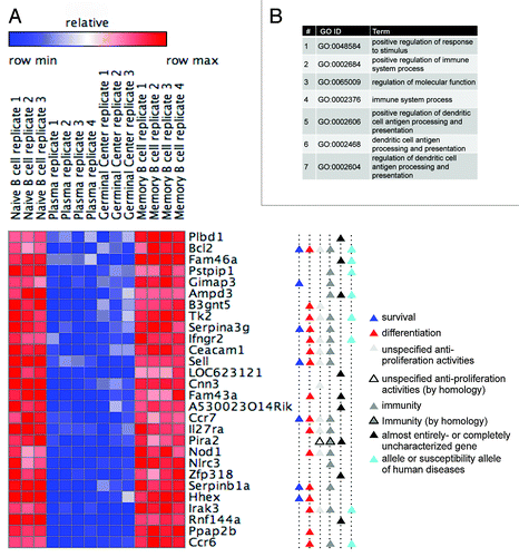 Figure 3. Profiling gene expression in proliferating vs. resting B cells reveals in vivo regulators of cell differentiation and survival. (A) A heat map showing the expression of 28 differentially expressed genes in proliferating and resting B cells (for more details, see Fig. 2C; Fig. S1). Gene functions are depicted (see Table S2 for references). (B) The top 7 GO term categories (ordered by P value) over-represented in the genes listed in (A) (AmiGO search tool; default parameters; all P values are below 0.008 5).