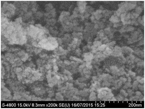 Figure 4. Scanning electron photomicrographs of TPD–CS-NPs (CNP6).