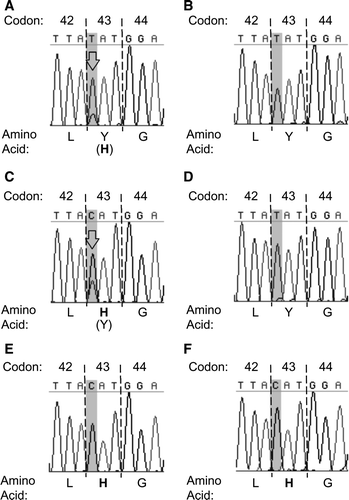 Figure 1.  Sequence chromatogram sections showing heterogeneity of codon 43 in Ark vaccines A and C, lack of heterogeneity in codon 43 in Ark vaccines B and D, and codon 43 different from vaccine vial in chickens vaccinated with Ark vaccines A and D. 1a: vaccine A in vaccine vial. 1b: vaccine B in vaccine vial. 1c: vaccine C in vaccine vial. 1d: vaccine D in vaccine vial. 1e: vaccine A in trachea of individual chicken 3 days post-vaccination. 1f: vaccine D in tears of individual chicken 6 days post-vaccination. Arrowheads, heterogeneous nucleotide positions. Amino acids encoded are indicated in single-letter amino acid code. Amino acids in parentheses are encoded by the minor codon. Bold, amino acid encoded by vaccine subpopulation selected in chickens and by low passage parental ArkDPI isolate. The codon present in vaccine subpopulations selected in chickens is minor in vaccine A, major in vaccine C, and unapparent in vaccines B and D prior to passage in chickens.