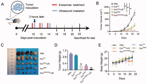 Figure 4. Therapeutic effects of ExoCe6+R848+US on the growth of transplanted PCa tumor. (A) Schematic PCa tumor model and experimental design. 2 × 109 particles/kg body weight of exosomes were intratumorally injected three times at an interval of two days. Insonation (1 MHz, 2.0 W cm−2, 20% duty cycle, 5 min) was applied two hours after administration. Tumor volume and body weight were recorded every three days until day 12 after the first treatment. (B) Mean tumor growth curves of primary tumor that underwent various treatments. Tumors were excised and examined on day 12 after the first treatment for (C) and (D). (E) Fluctuation curve of mice body weight during the postoperative treatment time period. n = 5 mice. Data represent mean ± SEM (n = 5). *p<.05, ExoCe6+US, ExoR848, ExoCe6+R848+US versus ExoCtrl; #p<.05, ExoCe6+R848+US versus ExoR848.