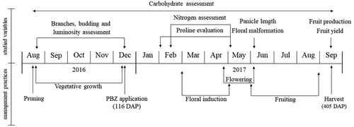 Figure 2. Descriptive scheme of the variables analyzed and the main events of the productive cycle of ‘Tommy Atkins’ Mango in the tropical semiarid