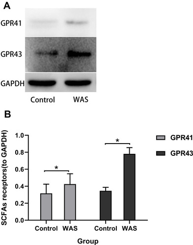 Figure 3 (A) Expression levels of SCFAs receptors were detected by Western blot. (B) Repeated WAS increased the expression of SCFAs receptors in the proximal colon.