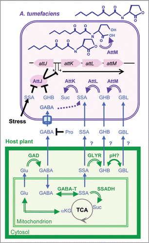 Figure 1 Regulation of AttM-encoding gene by plant signals. The upper part summarizes knowledge on the catabolic and QS-silencing functions of the attKLM operon, its regulation by transcriptional repressor AttJ, as well as the antagonistic activity of Pro for importation of GABA in the bacterial pathogen. The lower part illustrates the synthesis and degradation of GABA in plants. In addition to abbreviations used in the text: αKG, alpha-ketoglutarate; GAD, glutamate decarboxylase; GABA-T, GABA transaminase; GLYR, Glycolate reductase; SSADH, SSA dehydrogenase; Suc, succinate; TCA, tricarboxylic acid cycle. Simple and stopped black arrows represent regulatory pathways in A. tumefaciens; blue arrows, movements across cell compartments; double-line arrows, enzymatic reactions; and cylinder indicates the bacterial ABC-transporter Bra.