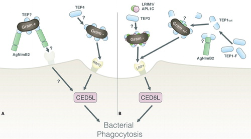 Figure 5. Model of AgNimB2 function in phagocytic pathways of An. gambiae. (A) The known BINT2 opsonin-mediated phagocytic pathway, whereby TEP4 acts upstream of BINT2 to mediate phagocytosis of Gram-negative bacteria. One hypothesis for AgNimB2’s action is by binding a TEP-opsonized bacterium and mediating its phagocytosis by then binding a membrane-bound receptor, which will interact with intracellular signaling molecules to mediate phagocytosis, such as CED5L. (B) The known LRP1 opsonin-mediated phagocytic pathway, with TEP3 and LRIM1 acting to mediate Gram-negative bacteria phagocytosis, and TEP1-coated mediating Gram-negative or positive bacterial phagocytosis via LRP1. One hypothesis for AgNimB2’s action is by acting to stabilize and mediate pathogen binding of TEP1 upstream of LRP1 or another pathway. LRP: Lipoteichoic acid recognition protein, TEP: thioester-containing protein.