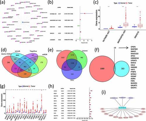 Figure 4. Construction of miR-30 c-centered ceRNA regulatory network with the identifications of miR-30 c upstream and downstream lncRNA and mRNA with high expression and poor prognosis. (a) Prediction of miR-30 c upstream lncRNAs by miRNet database. (b) Screening of poor prognosis lncRNAs in miR-30 c upstream. (c) Differential expression of poor prognosis lncRNAs measured in HCC tissues. (d) DIANA, mirwalk, TargetScan, and miRDB predicted target genes downstream of miR-30 c. (e) TCGA data, GSE45267 dataset, and GSE84402 dataset expression profiles were screened for genes upregulated in HCC (logFC≥0 and P < 0.05). (f) Screening of miR-30 c target genes upregulated in HCC. (g) Differential expression of miR-30 c target genes in HCC tissues. (h) Screening of miR-30 c target genes associated with poor prognosis in HCC. (i) Construction of miR-30 c-centered ceRNA regulatory network