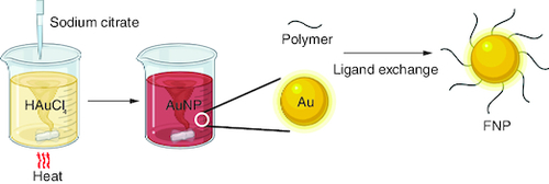 Figure 2. Chemical synthesis of gold nanoparticles using the Turkevich method.AuNP: Gold nanoparticle; FNP: Fluoro–gold nanoparticle.