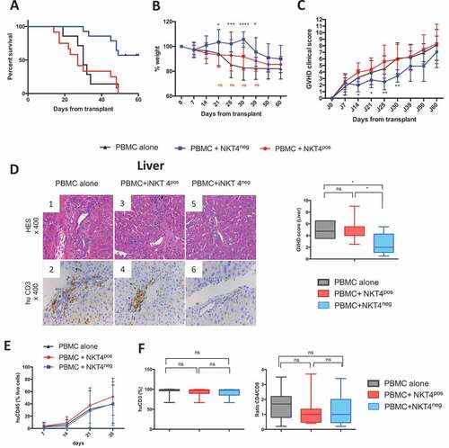 Figure 1. Human iNKT4−, but not iNKT4+ cells can control the development of xeno-GVHD in irradiated NSG mice