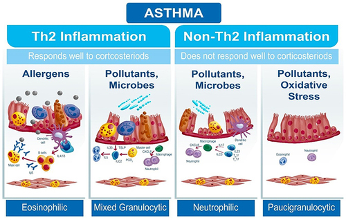 Figure 1 Participation of pollutants and inhaled irritants in inflammation of the respiratory epithelium in different asthma endotypes.
