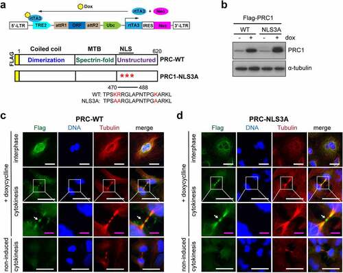 Figure 1. Inducible expression and localization of PRC1 and PRC1-NLS3A in A549 lung cancer cells. a) Scheme of the pINDUCER vector for inducible cDNA expression and of the PRC1 constructs. The NLS3A mutant contains three amino acid changes in the NLS sequence. Both constructs were generated with an N-terminal flag-tag. Dox: doxycycline; rtTA3: reverse tet-transactivator 3; TRE2: tetracycline response element 2; MTB: microtubule-binding domain; NLS: nuclear localization signal; b) Expression of PRC1-WT or PRC1-NLS3A was induced with doxycycline and analyzed by immunoblotting. Tubulin served as a loading control. C) and D) Expression of PRC1-WT (c) or PRC1-NLS3A (d) was induced with doxycycline. Cells were fixed and immunostained for flag (green), Hoechst (blue) and tubulin (red) and investigated by fluorescence microscopy. Example of cells in interphase and cytokinesis are shown. Arrow: midbody. White bar: 25 μm; Magenta bar: 5 μm.