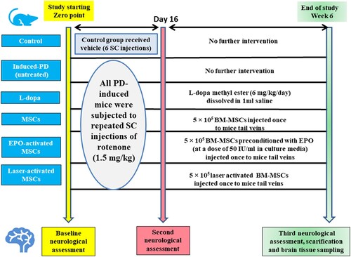 Figure 1. Timeline for scheduled intervention for all studied groups.