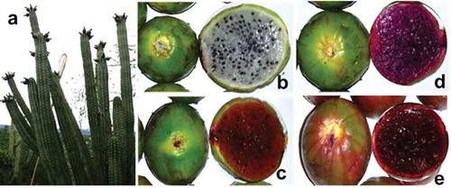 FIGURE 1 (a) The S. stellatus cactus and its fruits: white (b), yellow (c), purple (d), and (e) red pitayas.