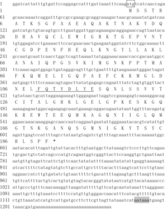 Figure 1. Analysis of pfmg2 gene and cDNA-predicted protein sequence.