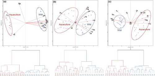 FIGURE 3 Biplots and dendrograms using subset comprising entirely: A: liver; B: gills; C: muscle samples. The letters W and A donate to wild-caught and farmed Pangasius sp.