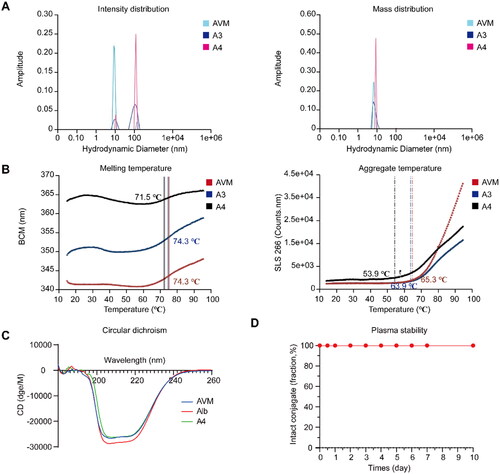 Figure 5. Further spatial structural characterization and stability studies of conjugates. A) The light intensity distribution and mass distribution of conjugates AVM, A3 and A4; B) the Tm and Tagg (266 nm) spectrum of conjugate AVM, A3 and A4; C) the circular dichroism of Alb, AVM and A4. D) The plasm stability of conjugate A4.