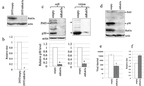 Figure 1. Rab3a silencing significantly reduces the MLV Gag protein level. (a) Endogenous Rab3a levels in the empty or shRab3a-encoding lentiviral vector-transduced 293 T cells were analysed by western blotting. (b) Rab3a-silenced cells were transfected with amphotropic MLV vector construction plasmids. Transduction titres of culture supernatants obtained from the transfected cells were measured. Transduction titres of culture supernatants obtained from the empty vector-transduced cells were always set to 1. Relative values of transduction titres in the empty vector-transduced cells ± standard deviations (SD) are indicated. This experiment was repeated three times. Asterisks indicate statistically significant differences. (c) Cell lysates and virion fractions prepared from the transfected cells were analysed by western blotting using the antiMLV Gag p30 antibody (upper panel). Levels of p30 were normalized by actin. The normalized p30 levels in the empty vector-transduced cells were always set to 1. Relative values to the normalized p30 levels in the empty vector-transduced cells ± SD are indicated (lower panel). This experiment was repeated three times. (d) Replication-competent Moloney MLV-producing TE671-mCAT1 cells were transduced with empty or shRab3a-encoding lentiviral vector. MLV Gag p30 and Rab3a levels in the transduced cells were analysed by western blotting. (e) Viral titres of the culture supernatants obtained from the transduced cells are indicated. This experiment was repeated three times. (f) Human 293 T cells transduced with empty or shRab3a-encoding lentiviral vector were inoculated with an amphotropic MLV vector. Transduction titres of empty vector-transduced cells were always set to 1. Relative values of transduction titres ± SD are indicated. This experiment was repeated three times.