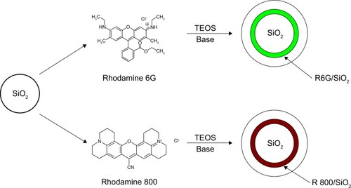 Figure 1 Dye/silica synthetic pathway.Notes: Positively charged dye molecules electrostatically bind to commercial silica cores and are exposed to tetraethyl orthosilicate and arginine to form silica shells.Abbreviations: R, Rhodamine; SiO2, silicon dioxide; TEOS, tet raethyl orthosilicate.