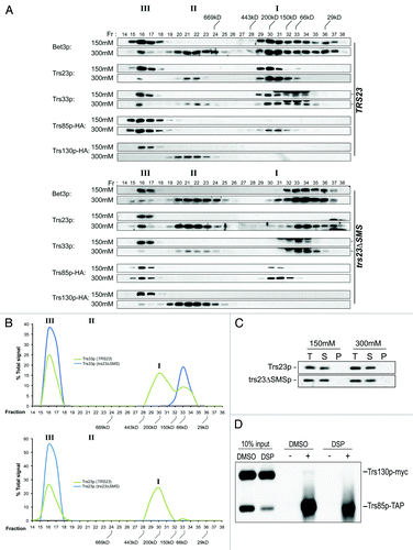 Figure 6. A single TRAPP peak is detected in trs23ΔSMS at physiological salt concentrations. (A) Lysates from wild-type and trs23ΔSMS were fractionated on a Superose 6 size exclusion column in buffer containing either 150 mM NaCl or 300 mM NaCl as indicated. Fractions of 0.5 ml were collected and probed with antibodies that recognize Bet3p, Trs33p, Trs23p or HA (to detect endogenously-tagged Trs130p or Trs85p). I, II and III above the wild-type and trs23ΔSMS blots indicate the location of TRAPP I, II and III, respectively, under conditions where they separate from each other. Molecular size standards are also indicated above the blots. Note that a cross-reactive band appears just above the Trs33p band in fractions 32–34 with the anti-Trs33p antibody and the dash to the right of the Trs33 panels indicates the position of Trs33p. For each subunit shown, samples ranging from fractions 14–38 were fractionated on two separate polyacrylamide gels and processed for western analysis simultaneously. Exposures for each half of the two gels were identical. (B) The signals for Trs33p (top panel) and Trs23p (bottom panel) from wild-type (green) and trs23ΔSMS (blue) at 150 mM NaCl shown in (A) were quantitated using Image J and plotted as a percentage of the total signal. Note the absence of the TRAPP I peak in trs23ΔSMS. (C) Lysates were prepared for fractionation as in (A) at either 150 mM or 300 mM NaCl. Samples before the centrifugation (T), the pellet fraction following centrifugation (P) and the supernatant (S) that was loaded onto the Superose 6 column were probed for Trs23p in both wild-type and trs23ΔSMS. (D) Lysate from wild-type cells containing Trs85p-TAP and Trs130p-myc were fractionated on a Superose 6 column and fractions 16–17 were collected and split in two. One sample was treated with DMSO while the other sample was treated with the crosslinking reagent DSP for 3 h on ice. Each sample was then split in two and either treated with (+) or without (-) anti-TAP IgG. The immune complexes were collected on protein A-sepharose beads, fractionated by SDS-PAGE and probed with anti-myc IgG. Samples representing 10% of the input are shown.