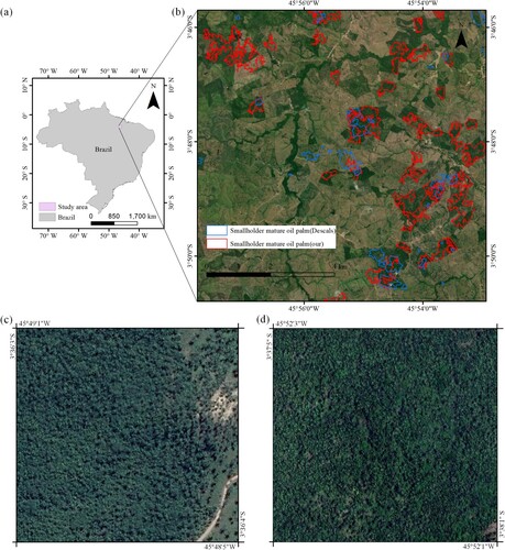 Figure 12. (a) Brazilian vector boundaries and corresponding study area for oil palm cultivation. (b) Smallholder oil palm vector boundaries derived from the study compared with those derived from Descals, Maranhão Province, Brazil. (c), (d) High-resolution images of mature oil palms from smallholder farmers with disrupted structural planting.