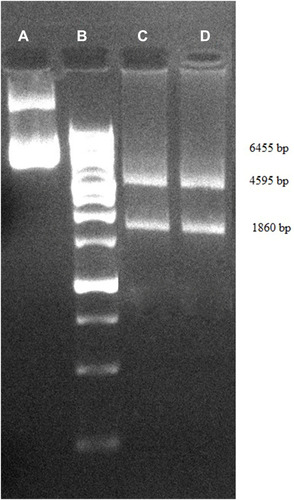 Figure 3 Cloning validation was confirmed by gel electrophoresis; (A) cloned plasmid, (B) 25kb ladder, (C) SalI, ScaI digested products, (D) KpnI, XhoI digested products.