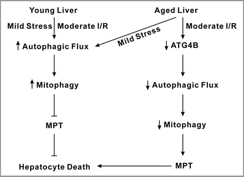 Figure 1 Scheme of hepatocyte death after I/R in aged livers. Young livers have a robust autophagic responsiveness to mild stress, such as normoxia and starvation, as well as moderate ischemia/reperfusion (I/R). As a consequence of increased mitophagy that can eliminate abnormal or dysfunctional mitochondria in a timely manner, MPT onset and hepatocyte death do not occur in young livers. Despite a strong tolerance against mild stress, aged livers poorly tolerate I/R injury due to impaired autophagy, which in turn promotes the onset of the MPT and cell death.