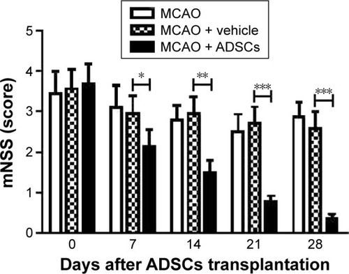 Figure 2 The effects of ADSCs via tail intravenous injection on functional recovery after MCAO.