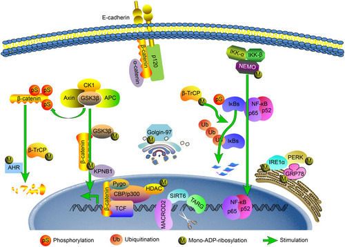 Figure 4 Schematic diagram of how MARylation is predicted to be involved in the regulation of colorectal cancer. The possible mechanisms of MARylation in colorectal cancer are described with regard to endoplasmic reticulum stress, DNA damage repair, EMT, β-catenin activity and the NF-κB signaling pathway.