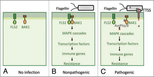 Figure 1 Bacterial effectors suppress PAMP immunity by targeting receptor signaling complexes. (A) In the absence of infection, PAMP receptor FLS2 remains at the resting stage and there is no apparent receptor complex formation. (B) Once challenged by microbes, FLS2 detects the invading microbes by binding to the ligand-bacterial flagellin, which allows FLS2 conformational change and heterodimerization with BAK1 to form a tight receptor complex. The functional PAMP receptor complex initiates downstream signaling, including activation of MAPK cascade, transcription factors and immune genes, thereby leading to plant resistance to microbes. (C) To be pathogenic, some successful pathogens deployed virulence weapons to tear down host immune system. For instance, type III effectors AvrPto and AvrPtoB, secreted from Pst DC3000 and delivered into host cells, target BAK1-associated PAMP receptor complexes and disrupt the complex formation, thereby impeding the immune signaling and leading to disease.