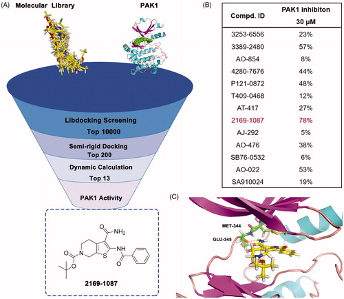 Figure 2. Virtual screening schematic model for the discovery process of novel PAK1 inhibitors.