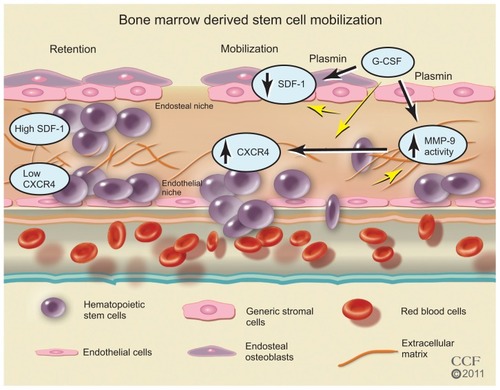Figure 4 Bone marrow-derived stem cell mobilization. Bone marrow stem cells may be mobilized by reducing the ligand SDF-1 and increasing the stem cell receptor CXCR4 to create a chemotatic gradient with the peripheral blood. G-CSF treatment increases MMP-9 to regulate changes in SDF-1/CXCR4 pathway, which is dependent on plasmin activation of MMP-9.Reprinted with permission, Cleveland Clinic Center for Medical Art & Photography © 2011–2012. All Rights Reserved.