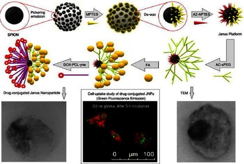 Figure 10 Schematic illustration of the synthesis of DOX-loaded Janus PCL-SPIONs with FA targeting functionality. Reprinted with permission from Shaghaghi B, Khoee S, Bonakdar S. Preparation of multifunctional Janus nanoparticles on the basis of SPIONs as targeted drug delivery system. Int J Pharm. 2019;559:1–12.Citation92Copyright © 2019 Elsevier.