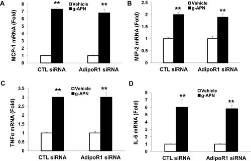 Figure 7 Knock-down AdipoR1 did not affected the expression of cytokines in presence of g-APN. Knockdown of AdipoR1 had no effect on the expression of MCP-1, MIP-2,TNFα, and IL-6(A–D) in presence of g-APN in Raw 264.7 cells. **Compared with vehicle of CTL siRNA and AdipoR1siRNA, P<0.01, each group n=6.