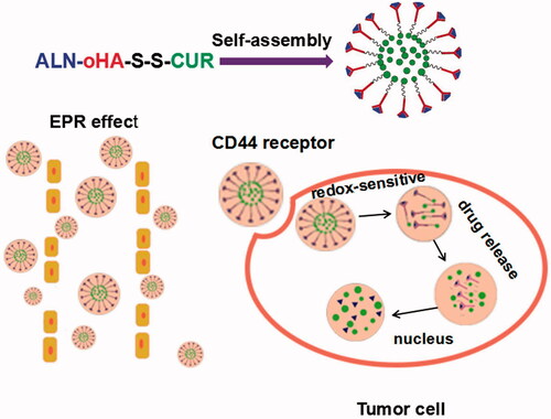 Figure 1. (A) Schematic structure of ALN-oHA-S-S-CUR self-assembly into micelles. (B) The micelles enter into tumour cells by passive and active targeting and release the drug under the redox environment.
