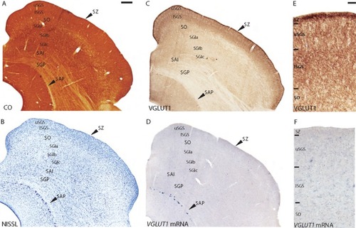 Figure 3 Coronal sections through the superior colliculus stained for (A) CO, (B) Nissl, (C and E) VGLUT1 protein, and (D and F) VGLUT1 mRNA. The stratum zonale or zonal layer (SZ) is a thin band that runs across the dorsal surface of the SC; immediately below is the stratum griseum superficiale or superficial gray layer (SGS) that is divided into upper and lower sublayers (uSGS and ISGS respectively); the stratum opticum or optic layer (SO) lies below the SGS and separates the superficial layers from the intermediate layers; below the SO lies the stratum griseum intermediale or intermediate gray layer (SGI), which is divided into three sublayers (SGla, SGlb, and SGlc form dorsal to ventral); the stratum album intermediale or intermediate white layer (SAI) lies below the SGI and separates the intermediate layers from the deep layers; below the SAI lies the stratum griseum profundum or deep gray layer (SGP) and lastly; ventral to the SGP lies the stratum album profundum or deep white layer (SAP), which borders the periaqueductal gray.